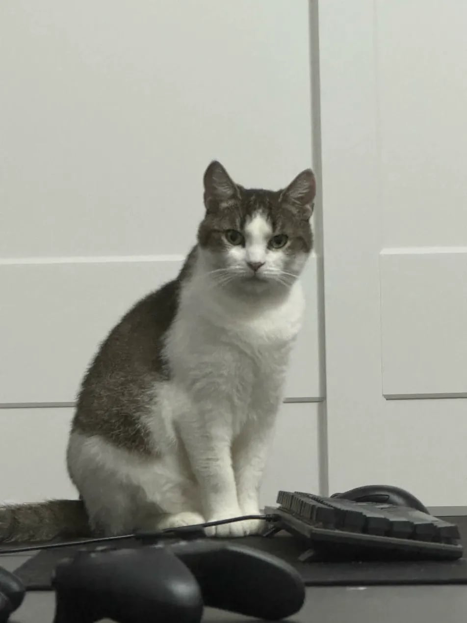 Gigi the cat